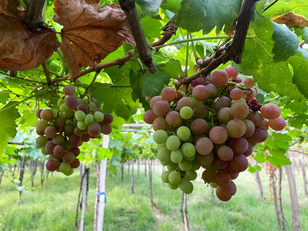 Vineyard vines and grapes